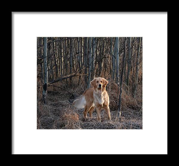 Dog Framed Print featuring the photograph Dog In The Woods by Karen Rispin