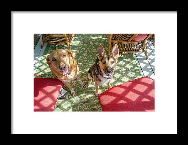 Dog Life Framed Print featuring the photograph Dog Life by Sharon Popek