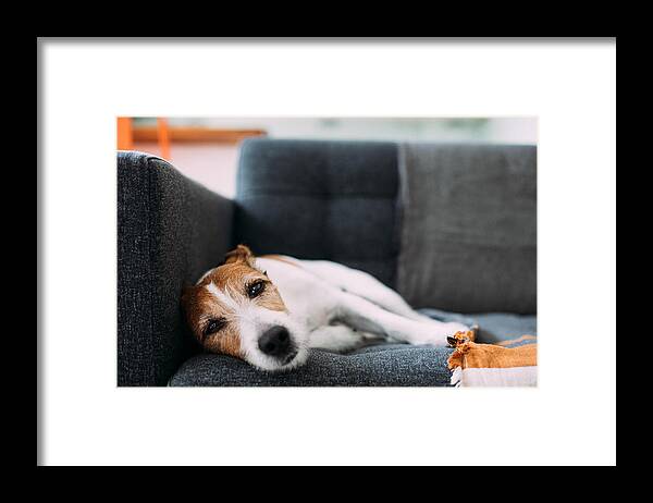 Animal Themes Framed Print featuring the photograph Dog lying on sofa at home, looking ill and sad by Photographer, Basak Gurbuz Derman