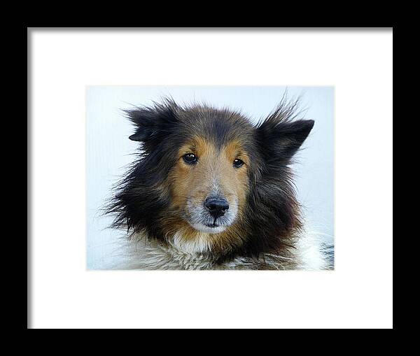 Dog Framed Print featuring the photograph Dog Portrait by Lyuba Filatova