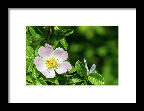 Dog Rose Framed Print featuring the photograph Dog rose Rosa canina flower by Viktor Wallon-Hars