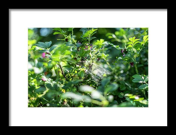 Nature Photography #forest#morning Light #dog Rose #web#forest Life#summer#summervibes #walk In The Forest #latvia Framed Print featuring the photograph Dog Rose Web.. by Aleksandrs Drozdovs