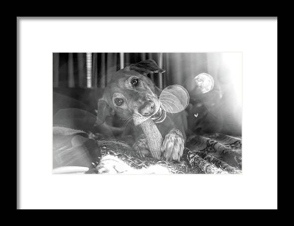 Dog With Bone Framed Print featuring the photograph Dog with Bone by Sharon Popek