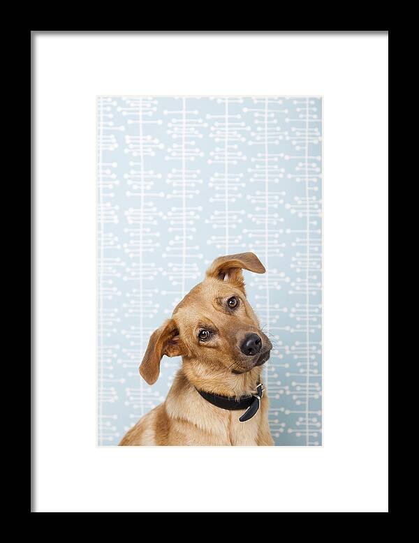 Confusion Framed Print featuring the photograph Dog with head cocked indoors by Stefanie Grewel