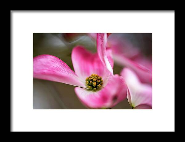 Pink Framed Print featuring the photograph Dogwood Blossom in Pink by Ada Weyland