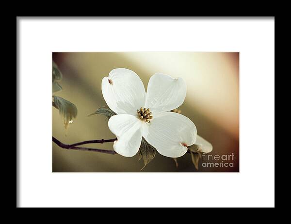 Dogwood; Dogwood Blossom; Blossom; Flower; Vintage; Macro; Close Up; Petals; Green; White; Calm; Horizontal; Leaves; Tree; Branches Framed Print featuring the photograph Dogwood in Autumn Hues by Tina Uihlein
