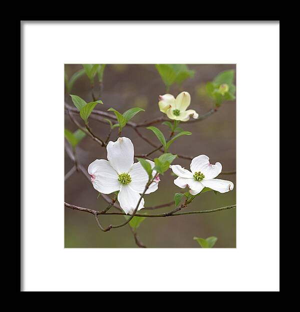 Dogwood Framed Print featuring the photograph Dogwood In Spring #3 by Mindy Musick King