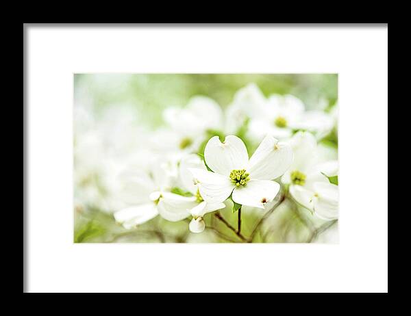 Dogwood Framed Print featuring the photograph Dogwood by Linda Shannon Morgan
