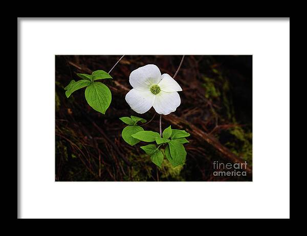  Framed Print featuring the photograph Dogwood by Vincent Bonafede