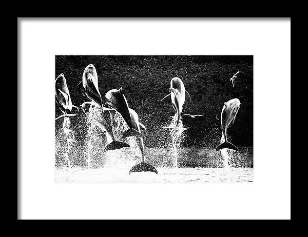 Nassau Framed Print featuring the photograph Dolphin Dance by Wilko van de Kamp Fine Photo Art