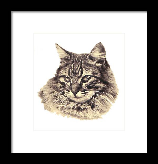 Cute Framed Print featuring the digital art Domestic Cat Photo by Long Shot