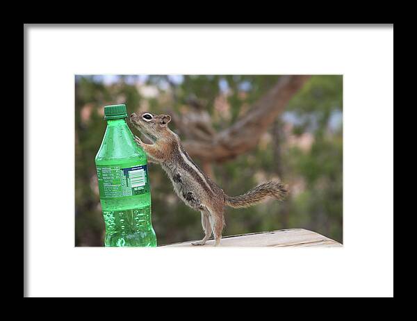 Squirrel Framed Print featuring the photograph Don't Feed the Wildlife by Bonny Puckett