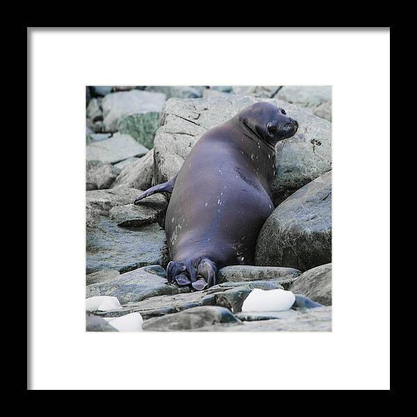 03feb20 Framed Print featuring the photograph Don't Look Back - Leopard Seal by Jeff at JSJ Photography