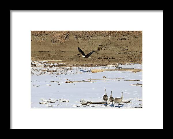 Eagle Framed Print featuring the photograph Don't Turn Your Back by Paula Guttilla