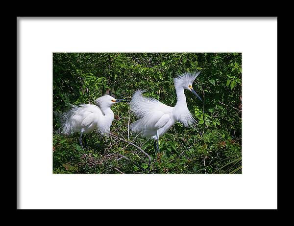 Egret Framed Print featuring the photograph Doo for Two by John Kirkland