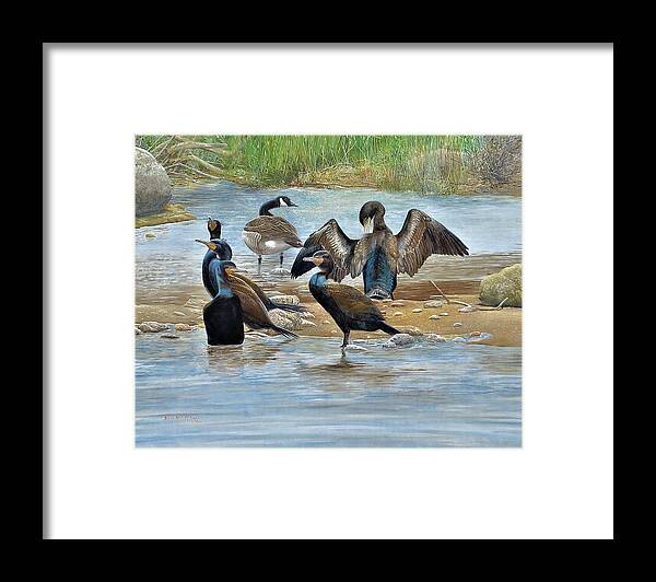 Double-crested Cormorant Framed Print featuring the painting Double-crested Cormorants with Canada Goose by Barry Kent MacKay