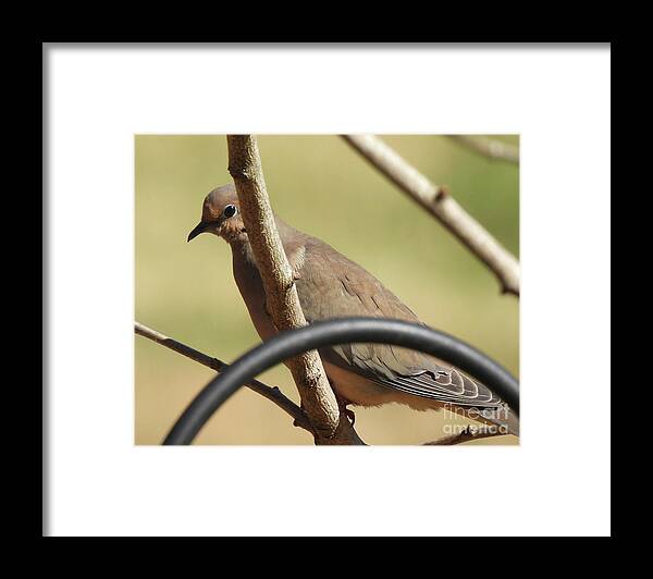 Dove Framed Print featuring the photograph Dove 13 by Lizi Beard-Ward