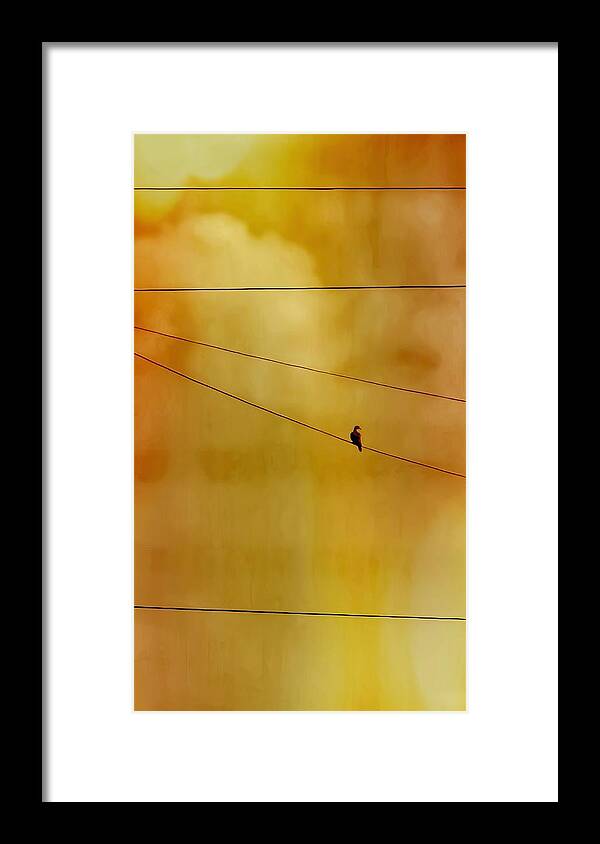 Perching Framed Print featuring the photograph Dove on a Wire - Gold by Judy Kennedy