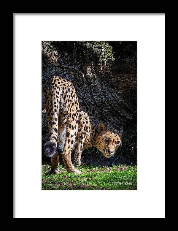 Animals Framed Print featuring the photograph Down-low Cheetah by David Levin
