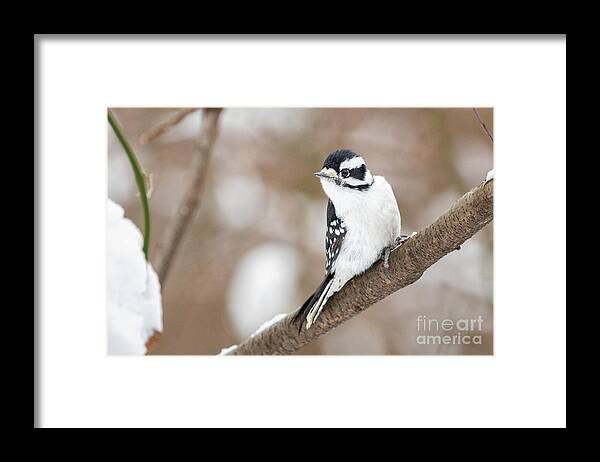 Downy Woodpecker Framed Print featuring the photograph Downy in the Snow I by Alyssa Tumale
