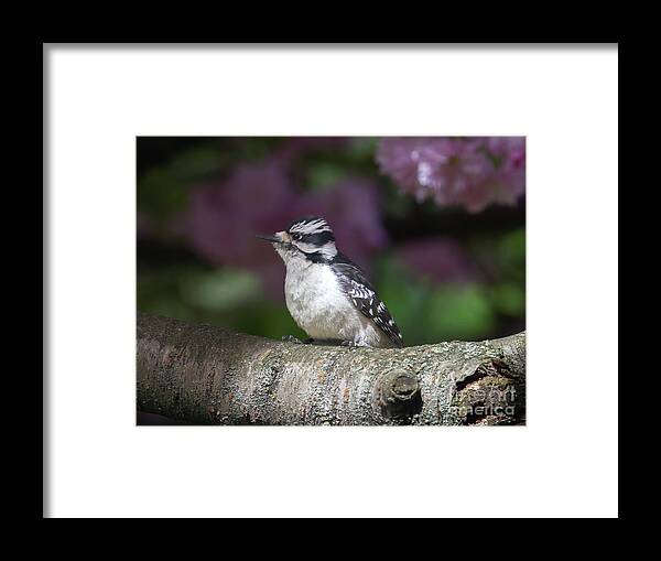 Woodpecker Framed Print featuring the photograph Downy Woodpecker Posing by Chris Scroggins