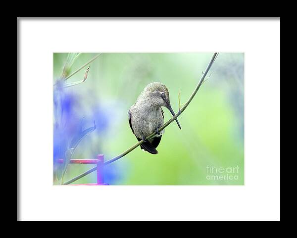 Kmaphoto Framed Print featuring the photograph Dozing Hummingbird by Kristine Anderson