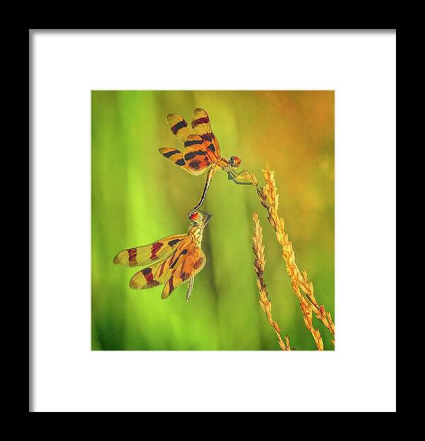 Dragonfly Framed Print featuring the photograph Dragonflies by Steve DaPonte