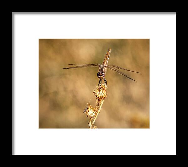 Dragonfly Framed Print featuring the photograph Dragonfly 2 by James Sage