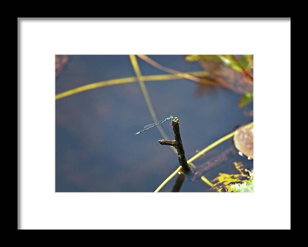 Dragonfly Framed Print featuring the photograph Dragonfly #5 by Matthew Adelman