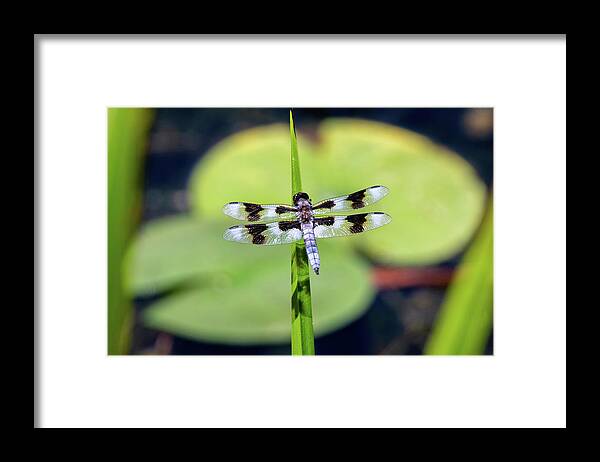 Juanita Bay Park Framed Print featuring the photograph Dragonfly and Water Lily by Phyllis McDaniel