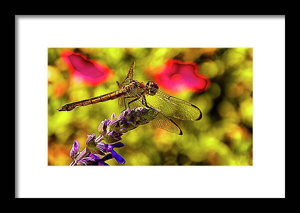 Dragonfly Framed Print featuring the photograph Dragonfly by Bill Barber