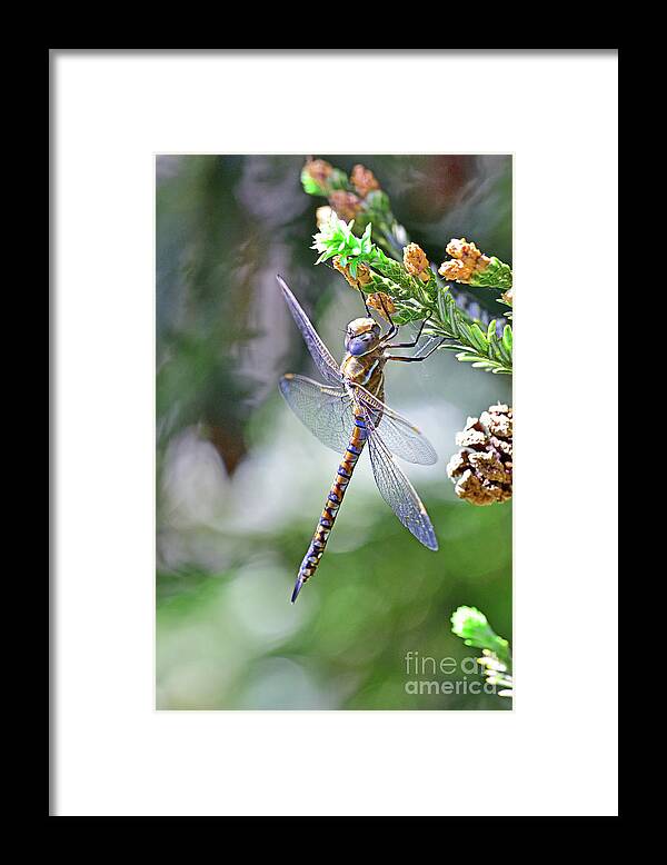 Dragonfly Framed Print featuring the photograph Dragonfly by Amazing Action Photo Video