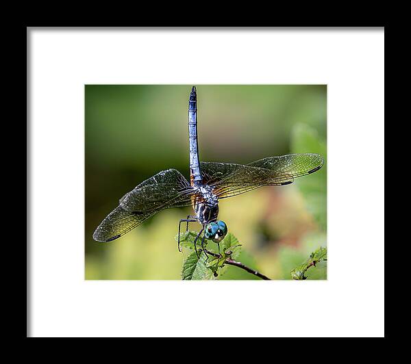 Blue Dasher Framed Print featuring the photograph Dragonfly Handstand by Cheri Freeman