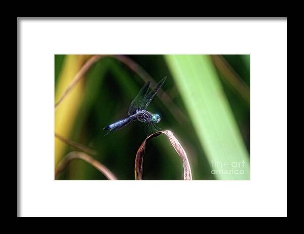 Dragonfly Framed Print featuring the photograph Dragonfly in Central Park #9 by Patricia Youngquist