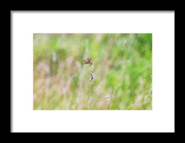 Nature Framed Print featuring the photograph Dragonfly in the Field by Amelia Pearn