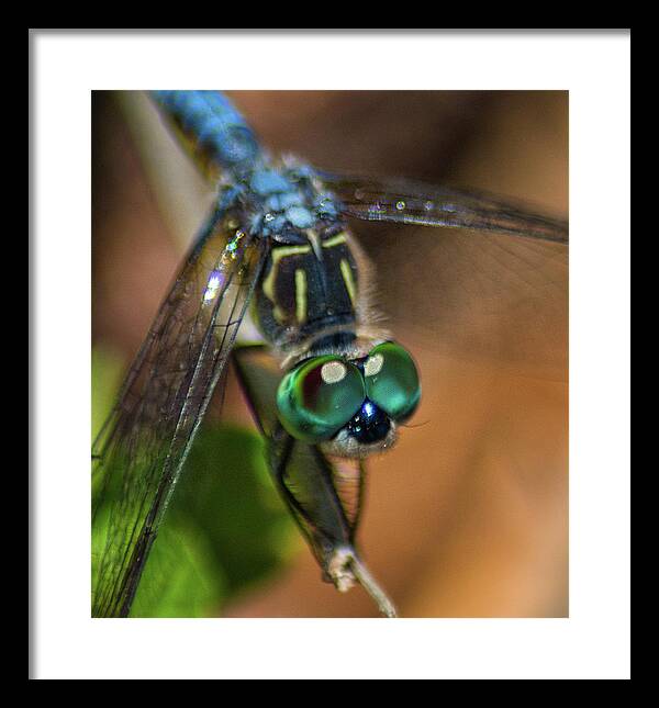 Insect Framed Print featuring the photograph Dragonfly Macro Photo by Portia Olaughlin