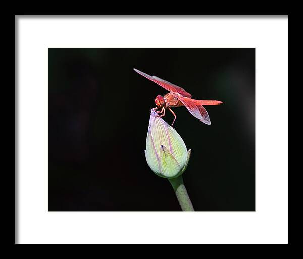 Lotus Framed Print featuring the photograph Dragonfly on Lotus Flower by Gary Geddes