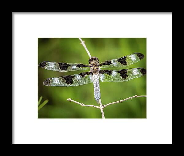 Dragonfly Resting Framed Print featuring the photograph Dragonfly resting by David Morehead