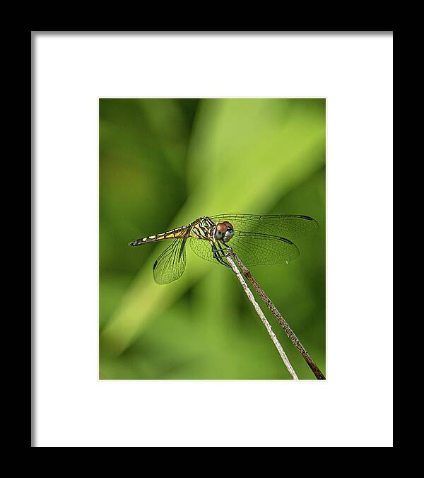 Wing Framed Print featuring the photograph Dragonfly by Rick Nelson