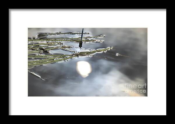 Sun Reflected Framed Print featuring the photograph Dragonfly talks to the Sun by Nicola Finch