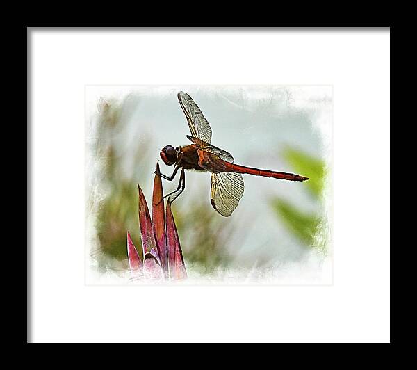 Dragonfly Framed Print featuring the photograph Dragonfly with vignette by Bill Barber