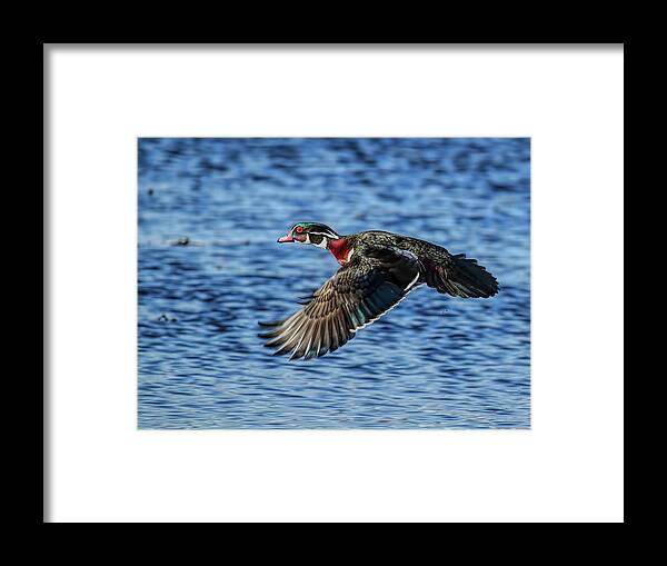 Waterfowl Framed Print featuring the photograph Drake Wood Duck In Flight by Dale Kauzlaric