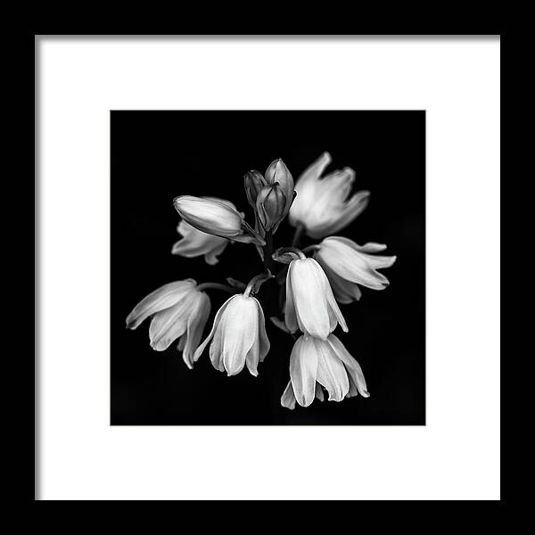 Black And White Flowers Framed Print featuring the photograph Dreamy Bluebells by Tanya C Smith