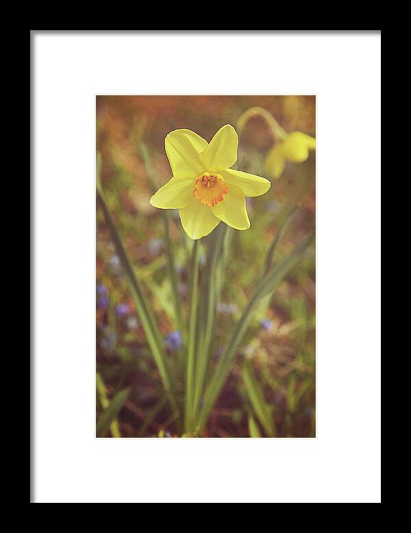 Dreamy Daffodil Framed Print featuring the photograph Dreamy Daffodil by Carrie Ann Grippo-Pike