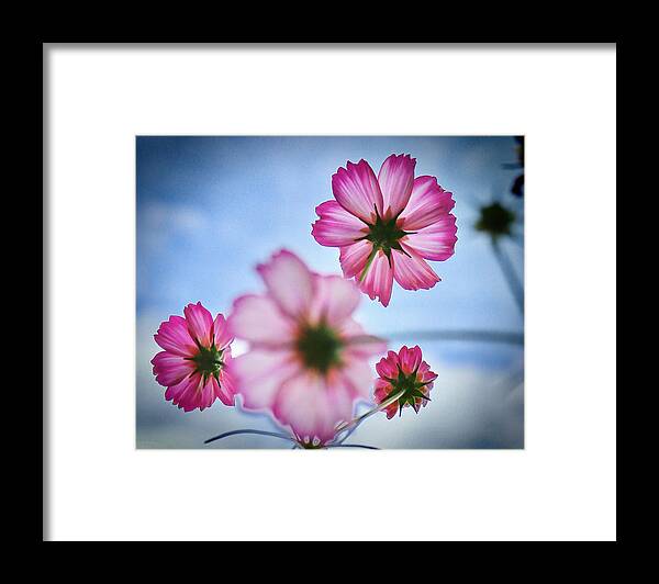 Flower Framed Print featuring the photograph Dreamy Denver Sky by Carol Jorgensen