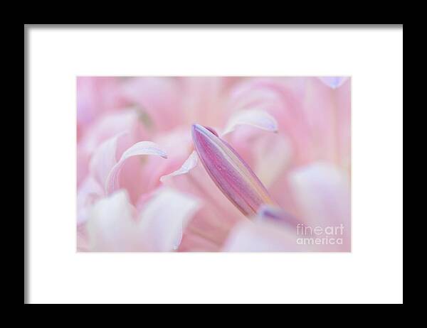 Lilies Framed Print featuring the photograph Dreamy by Tamara Becker