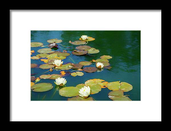 Water Lily Framed Print featuring the photograph Dreamy Water Lilies on Pond by Bonnie Follett