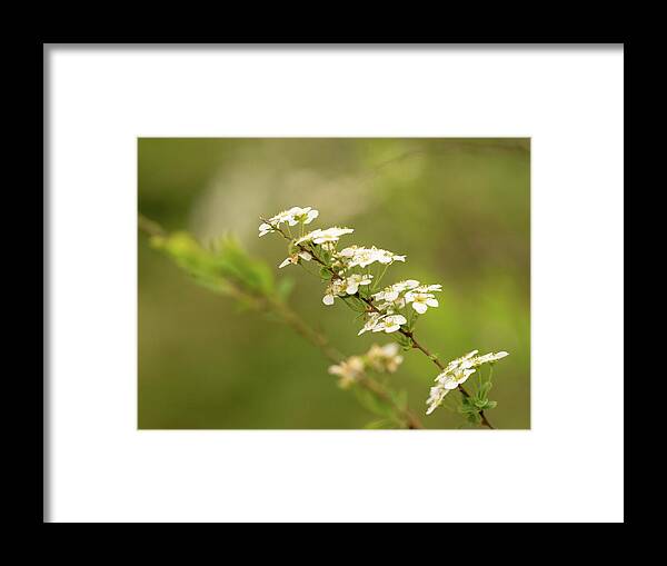 Flowers Framed Print featuring the photograph Dreamy white flowers by Average Images