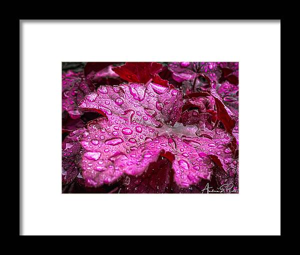Coral Bell Framed Print featuring the photograph Drenched in Spring by Andrea Platt