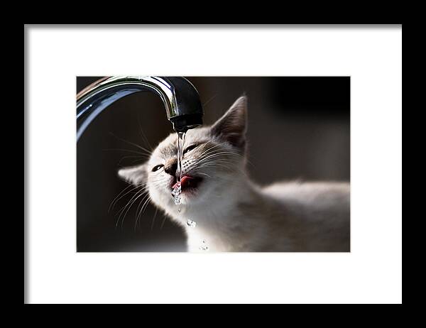 Pets Framed Print featuring the photograph Drink by Bobiko